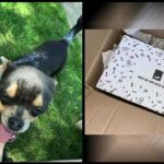 Amazon Driver Fired after Kicking Chihuahua