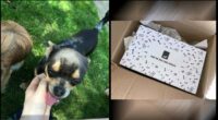 Amazon driver fired after kicking customer’s tiny cute chihuahua
