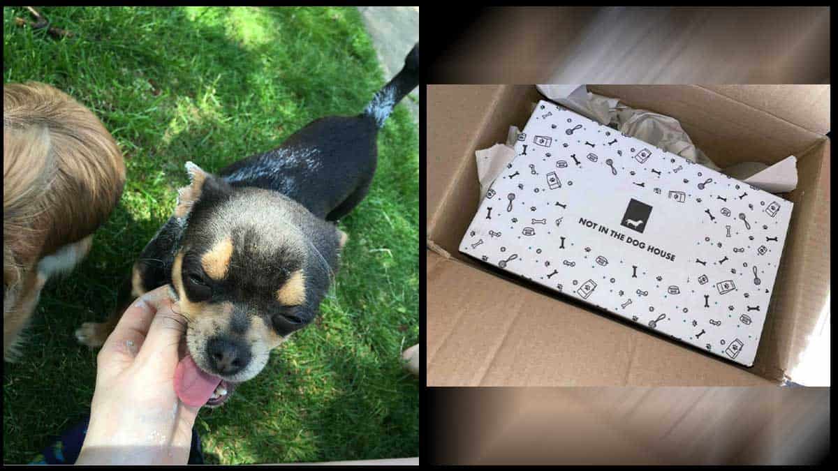 Read more about the article Amazon Driver Fired after Kicking Chihuahua