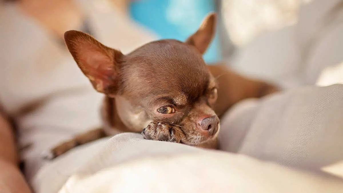 chihuahua health problems seizures