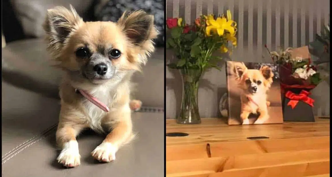 Chihuahua Hero Passed Away Trying To Save Kid And Mother From Burning Van