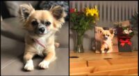 Hero Chihuahua Passed Away Trying To Save Kid 2 Chihuahua Hero Passed Away Trying To Save Kid And Mother From Burning Van