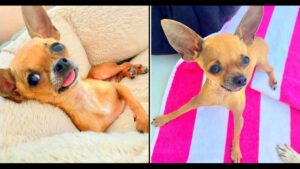 Read more about the article Chihuahua Puppy Left in The Parking Lot at 110°F