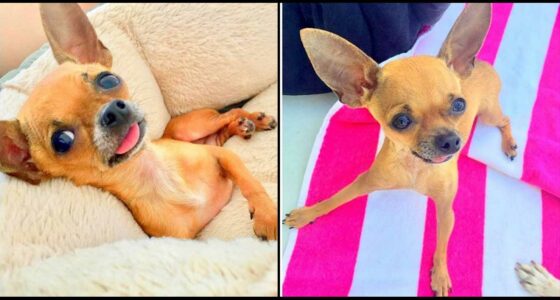 Chihuahua Puppy Left in The Parking Lot at 110F Heat