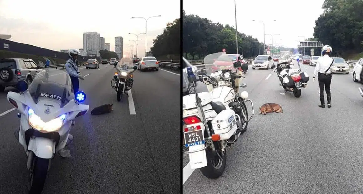 Cops rescued injured dog laying across Federal Highway