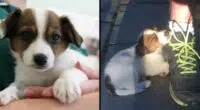 Couple Gets Pulled Over And Hands Cop Adorable Puppy They “Don’t Want Anymore”