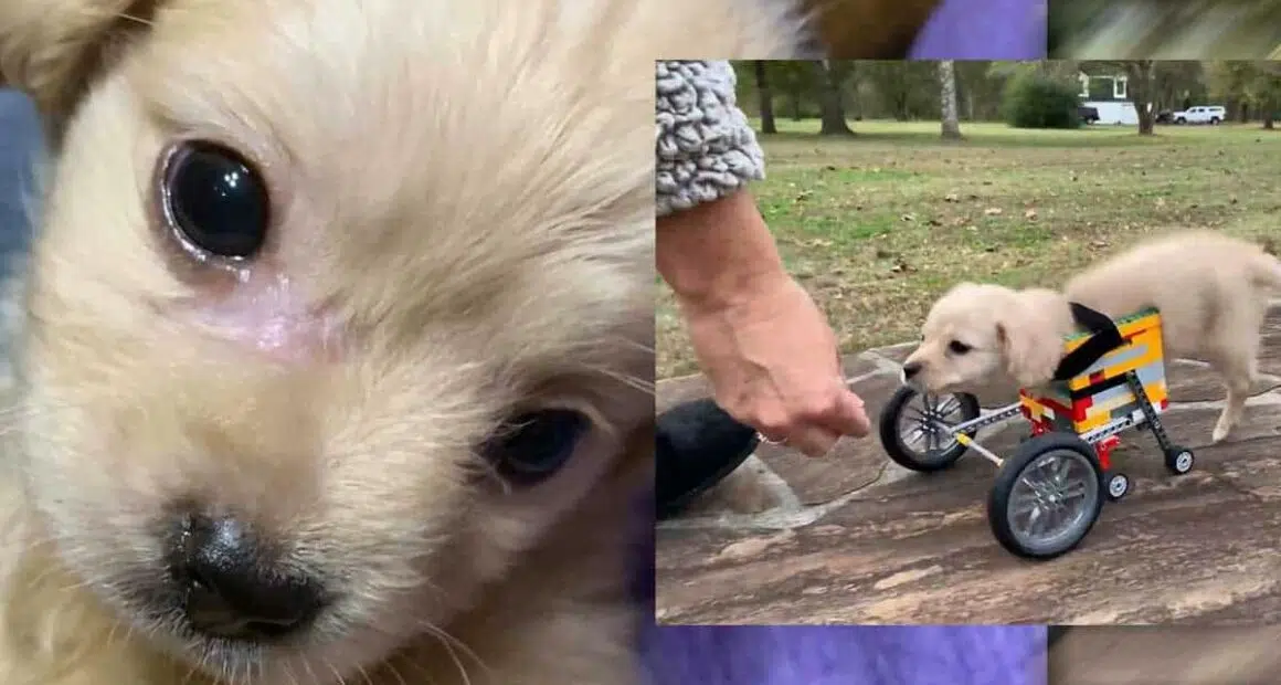 Dumped Disabled Chihuahua Puppy Smiles Again After A Boy Made Her Walk Again