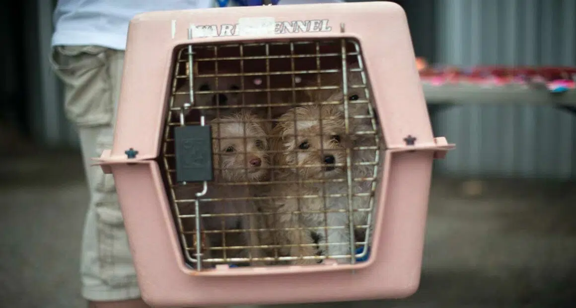 Everyone Wants a Rescue Dog But Not Everyone Can Have One.