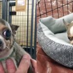 Chi Gets Home After Nine Years In Puppy Mill