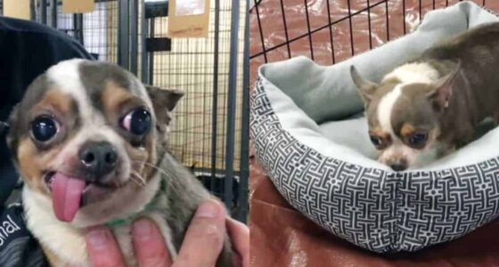 Finally Gets His First Very Own Bed After Spent 9 Years In Puppy Mill