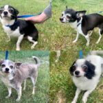 Five Chihuahuas Found in Saskatoon Dumpster