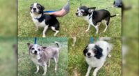 Five Chihuahuas found near Saskatoon dumpster recovering