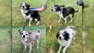 Read more about the article Five Chihuahuas Found in Saskatoon Dumpster