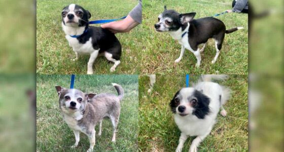 Five Chihuahuas found near Saskatoon dumpster recovering