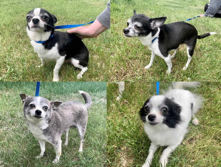 Four of five Chihuahuas found near a dumpster in Saskatoon are recovering