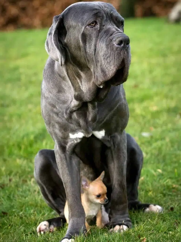 Giant and tiny best friends ever chihuahua and mastiff 2