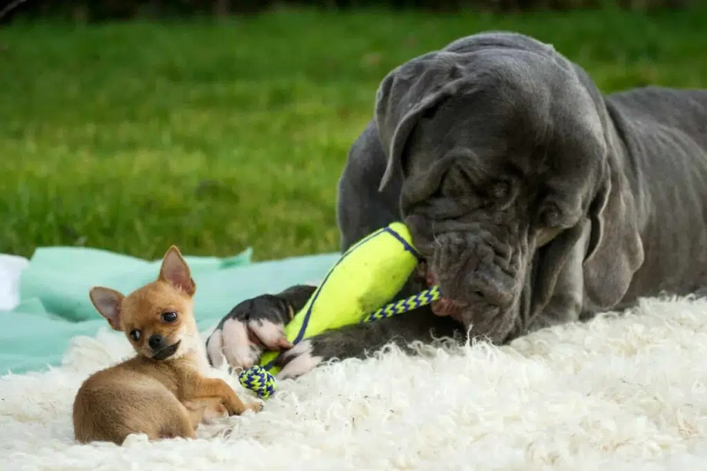 Giant and Tiny, Best friends ever! 7 Giant and tiny best friends ever chihuahua and mastiff 6