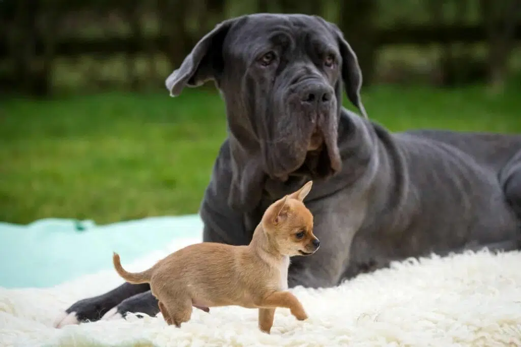 Giant and Tiny, Best friends ever! 9 Giant and tiny best friends ever chihuahua and mastiff 8