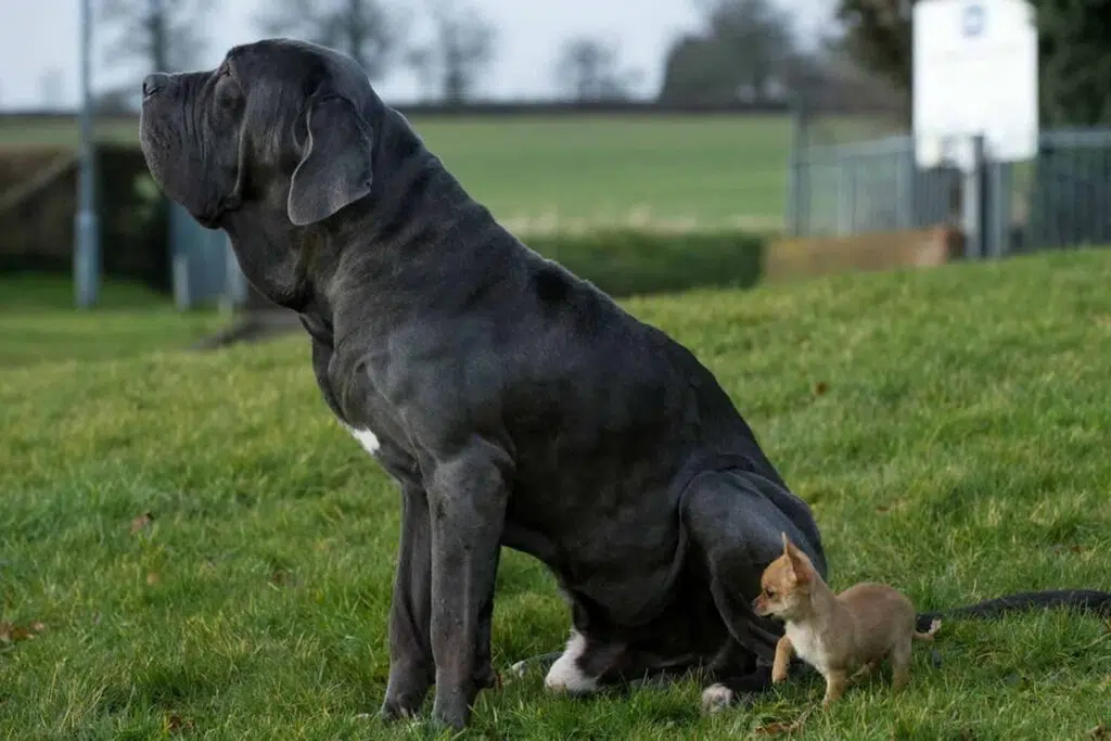Giant and tiny best friends ever chihuahua and mastiff 9