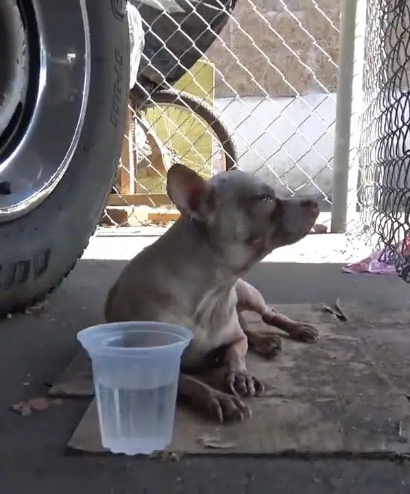 I wasnt able to rescue this older dog by myself... I needed help..mp4 snapshot 00.40.689