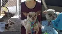Old Homeless Chihuahua found on the street
