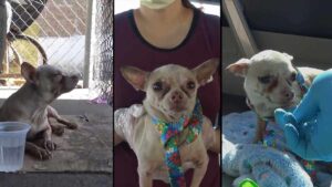 Read more about the article Old Homeless Chihuahua Found on the Street