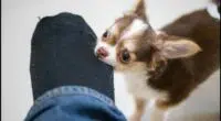 The most effective method to Stop Chihuahua Biting