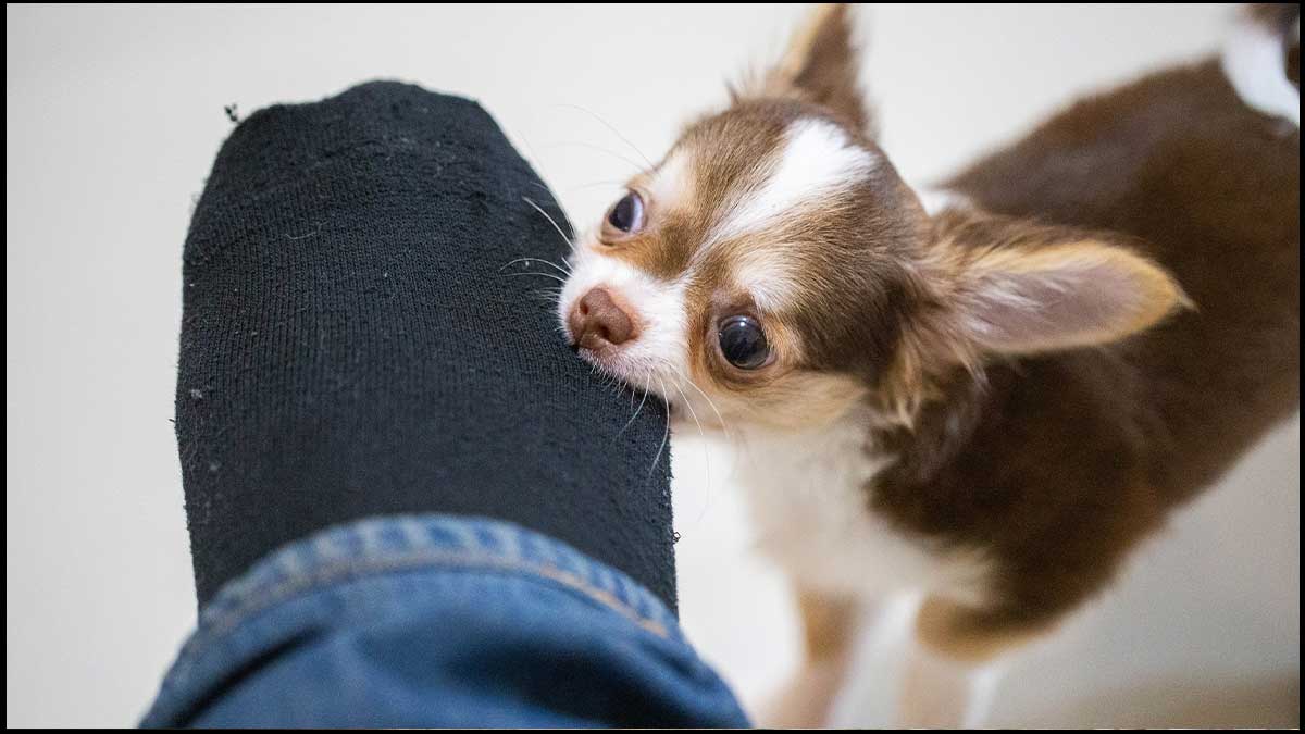 The most effective method to Stop Chihuahua Biting