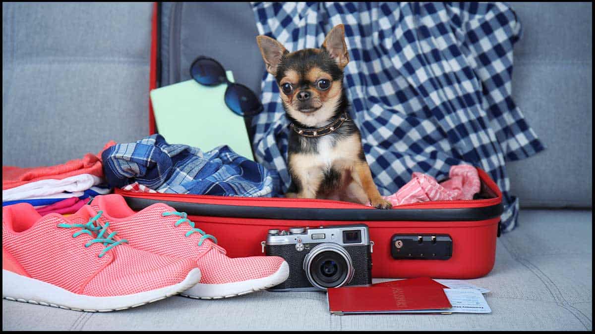 Travel With Your Chihuahua