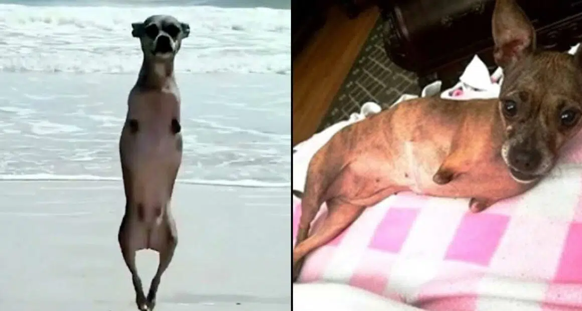 Two Legged Dog Returned 3 Times and Begs For A Chance At Life
