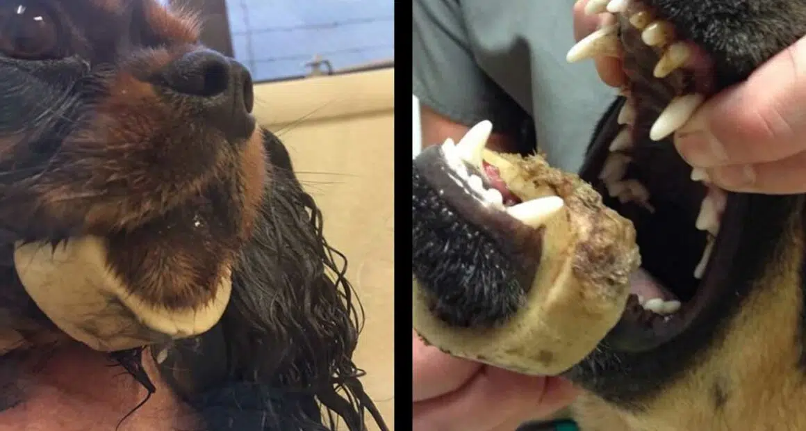Veterinarians send a warning to dog owners on the dangers of marrow bones