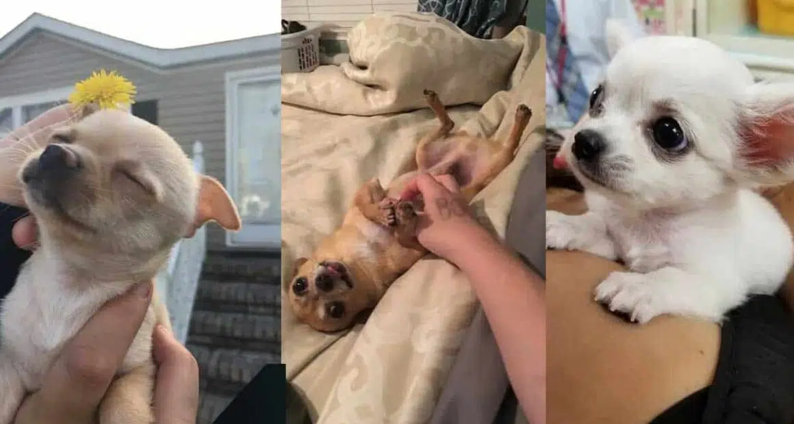 17 Reasons Chihuahuas Are The Worst Dog Breed Ever MONSTERS
