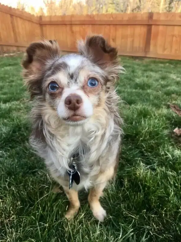 17 Reasons Chihuahuas Are The Worst Dog Breed 12 Their bugged out eyes aren’t cute at all. 1