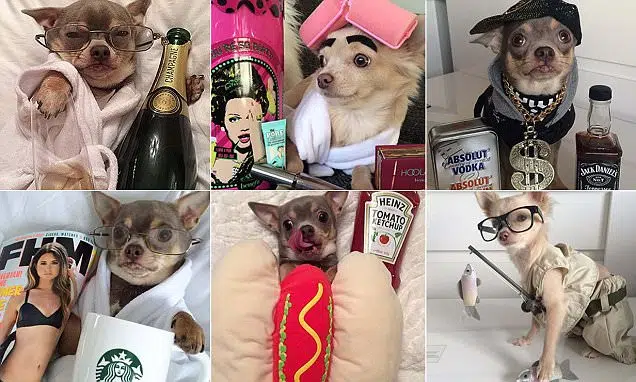 chihuahuafeatureddrunk 1