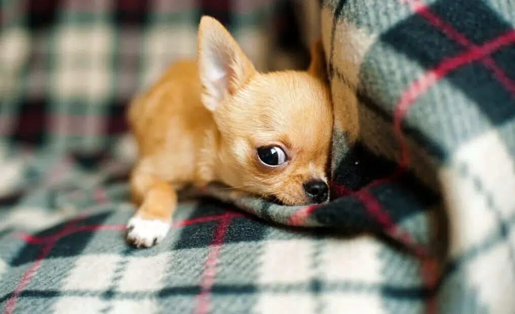chihuahuapuppy e1597435399915