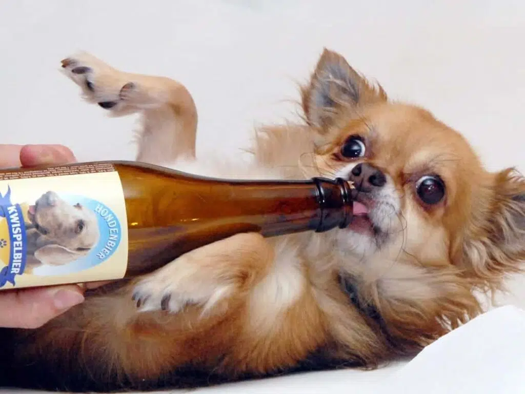 drunkchihuahua