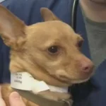 Cops Approach DUI Suspect & Find a Drunk Chihuahua