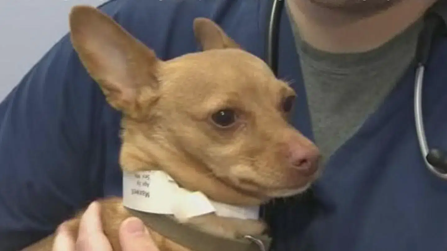 Read more about the article Cops Approach DUI Suspect & Find a Drunk Chihuahua