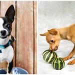 Five Exotic Fruits that Chihuahuas Can Eat