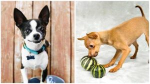 Read more about the article Five Exotic Fruits that Chihuahuas Can Eat