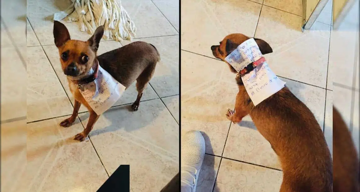 A Quarantined Man Sent His Dog To Get Cheetos. The Pup Delivered