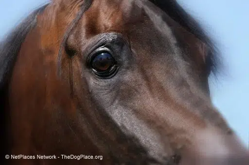 Chihuahua Development History 4 Arabian Horse Eyes Pl Chihuahua History