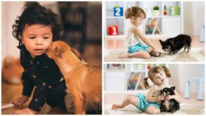 Read more about the article Are Chihuahuas Good with Kids?