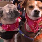 Blind Pug and his Chihuahua BFF Seer face their own challenges