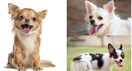 Breathing Problems In The Chihuahua