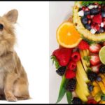 Can Chihuahuas Eat Fruit?