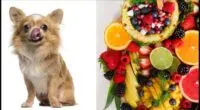 Can Chihuahuas Eat Fruit 2