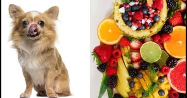 Can Chihuahuas Eat Fruit 2