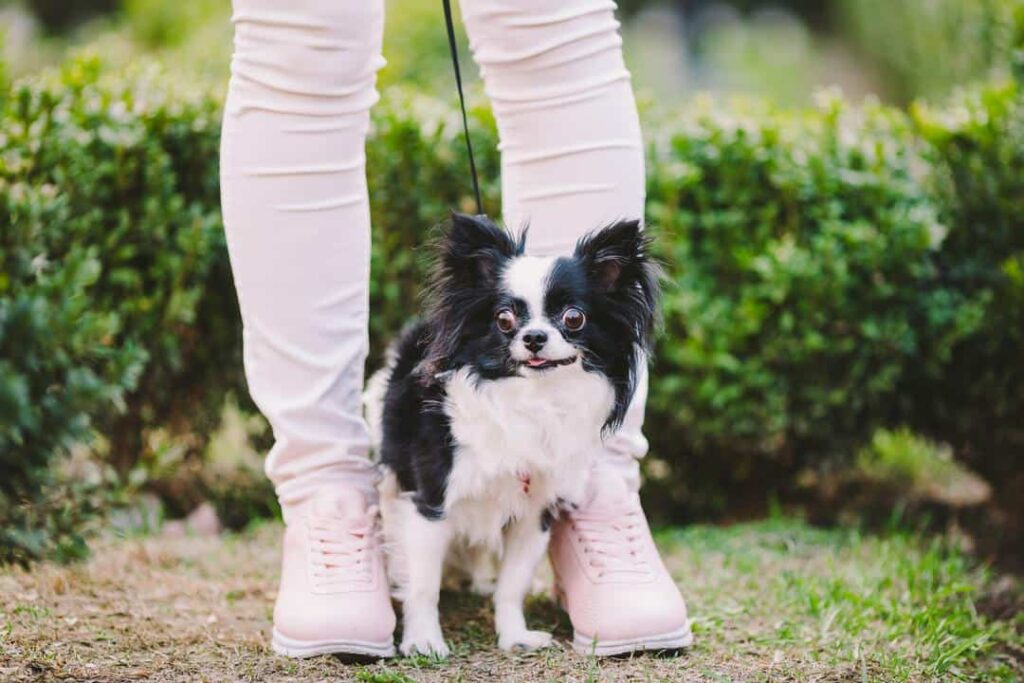 Chihuahua on garden on a leash