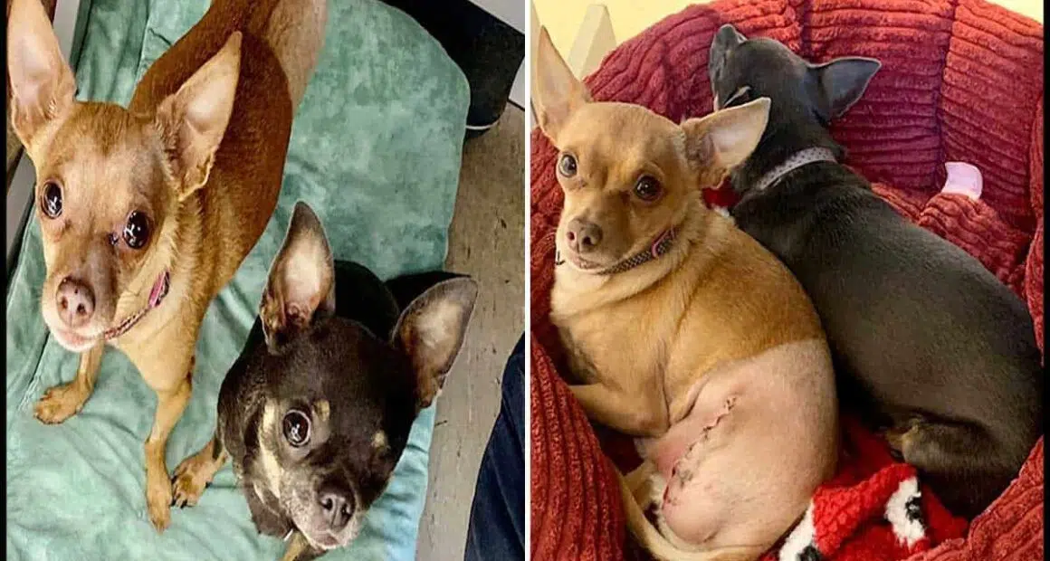 Chihuahua with one eye found wandering Leicester alone finds forever home with new best friend